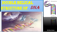 DNA double helix _.pdf